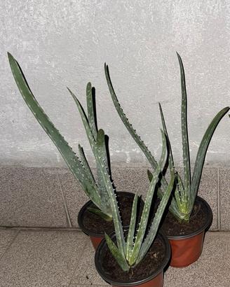 Aloe Arborescens Radicata