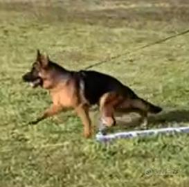 Pastore tedesco femmina