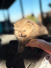 Pomerania spitz nano pedigree