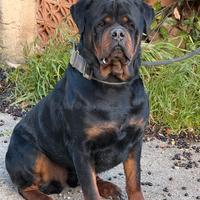 Rottweiler Monta