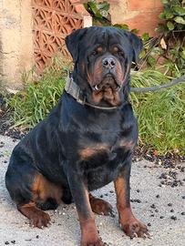 Rottweiler Monta