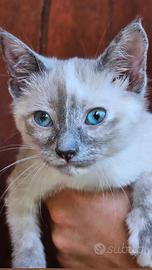 Gattina siamese