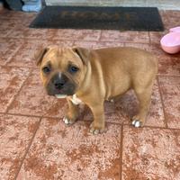 Cucciole Staffordshire Bull terrier