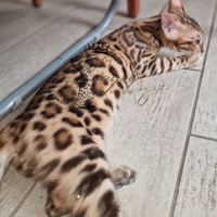 Gatto del bengala