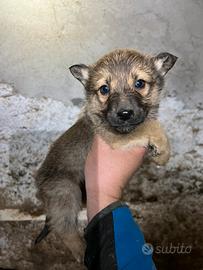 Cuccioli incrocio Border collie