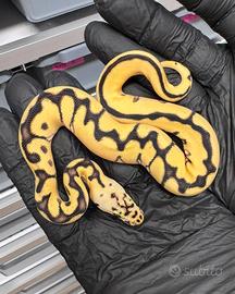 Pitone reale Baby maschio LeopardPastelEnchiClown