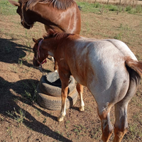 Puledro quarter horse