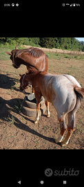 Puledro quarter horse