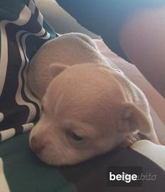 Chihuahua femmine di 60 giorni