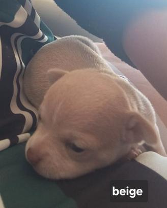 Chihuahua femmine di 60 giorni