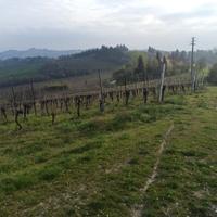 Terreno coltivato a vigneto
