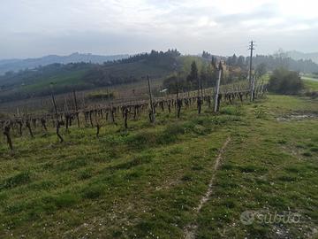 Terreno coltivato a vigneto