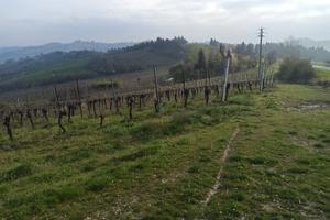 Terreno coltivato a vigneto