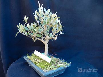 Bonsai ulivo