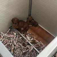 Bassotto. Kaninchen maschio e femmina