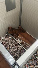 Bassotto. Kaninchen maschio e femmina