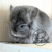 Cincillà Angora Chinchilla