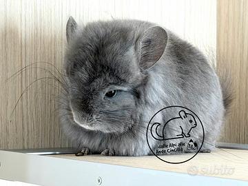 Cincillà Angora Chinchilla