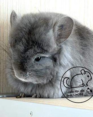 Cincillà Angora Chinchilla