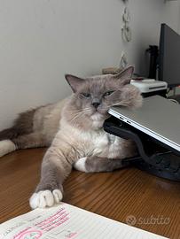Gatto maschio Ragdoll per monta