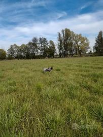 Cane da caccia