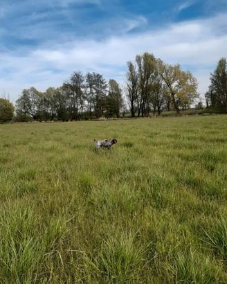 Cane da caccia