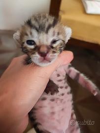 Gattini bengal