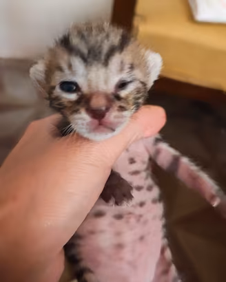 Gattini bengal