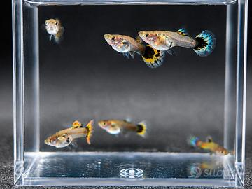 Guppy