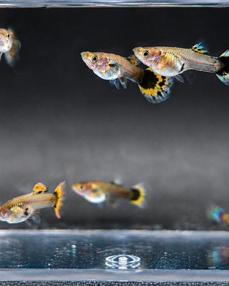 Guppy