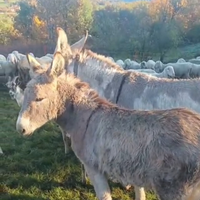 Asina di grossa taglia