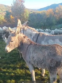 Asina di grossa taglia