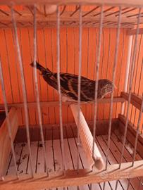 Incardellato(ibrido di cardellino per canarina)
