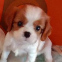 Cavalier king