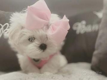 Cuccioli di maltese con pedigree Enci