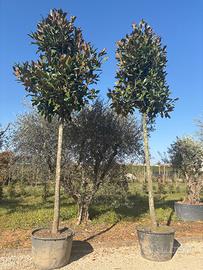 Magnolia grandiflora ad alberello