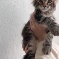 Cuccioli Maine Coon Pedigree Libero Anfi
