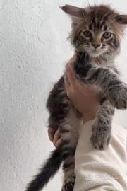 Cuccioli Maine Coon Pedigree Libero Anfi
