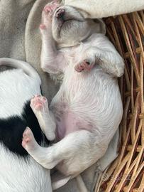 Cuccioli cani setter