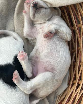 Cuccioli cani setter