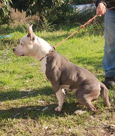 Amstaff Blue femmina