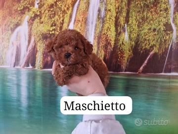 Barboncini mini toy /toy