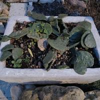 cactus - opuntia humifusa