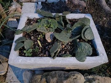 cactus - opuntia humifusa