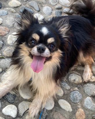 Chihuahua adulto a pelo lungo