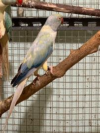 Parrocchetti dal collare