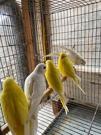 Cocorite varie mutazioni