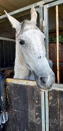 Cavallo Grigio