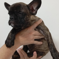 Regina cucciola di bulldog francese alta genealogi