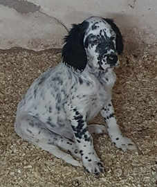 Disponibili 2 cuccioli di Setter Inglese